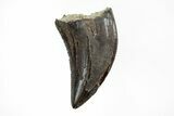 Serrated, Theropod (Raptor) Tooth - Judith River Formation #217185-1